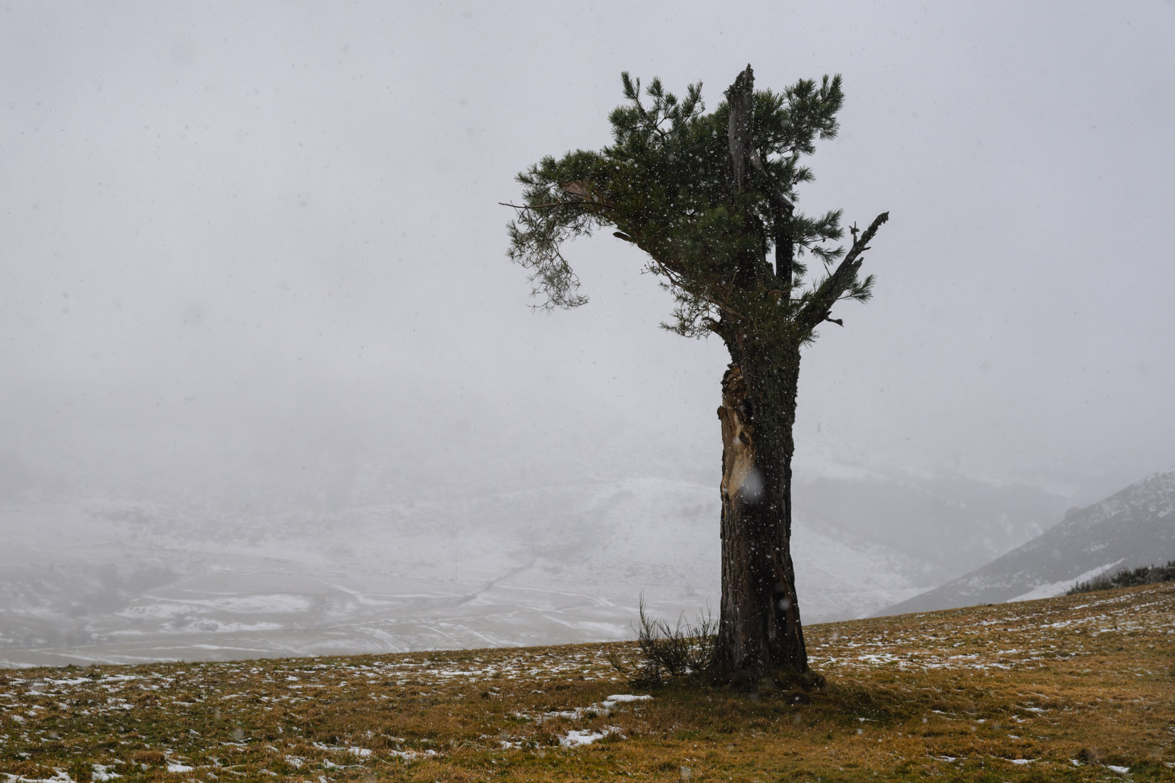 L'arbre mourant | Auvergne - 2024