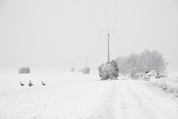 Gang d'oies | Aubray - 2026