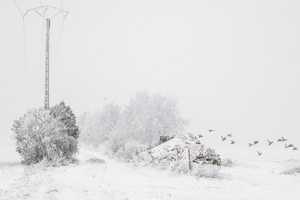 Envolée de canards | Aubray - 2026
